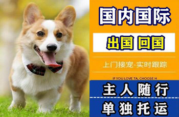 汕头市宠物托运公司汕头市宠物托运公司汕头市宠物托运公司