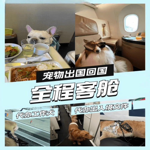 汕头市宠物托运到白俄罗斯宠物入境规定和要求